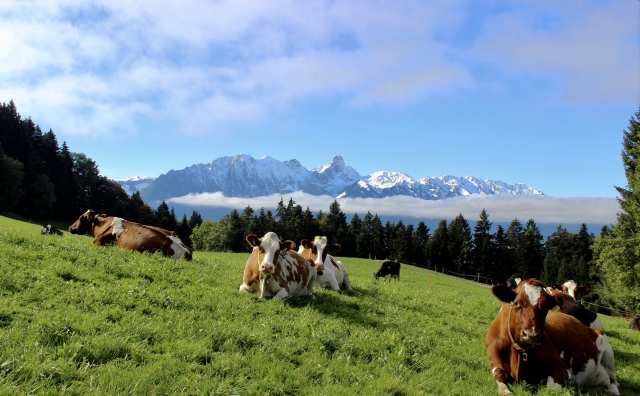 山の中腹でくつろぐ牛たち