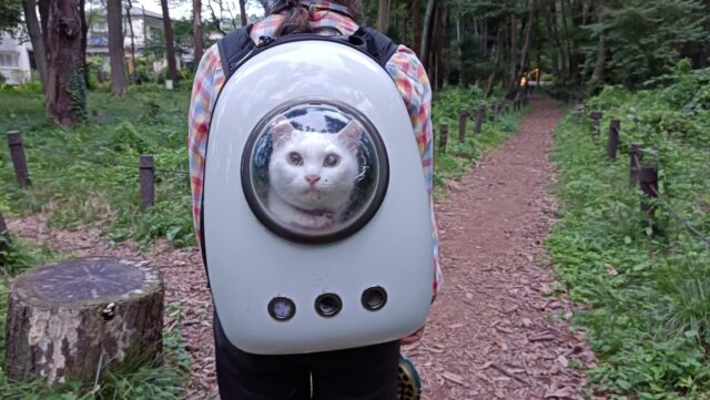 宇宙船の猫