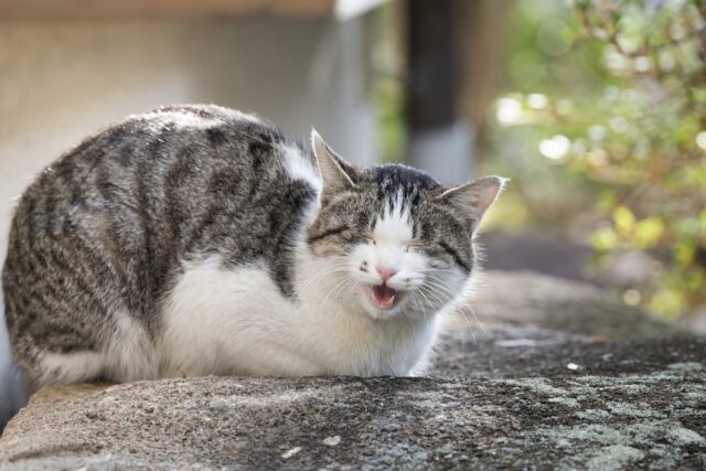 幸せな猫