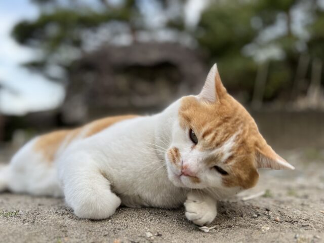 考える猫