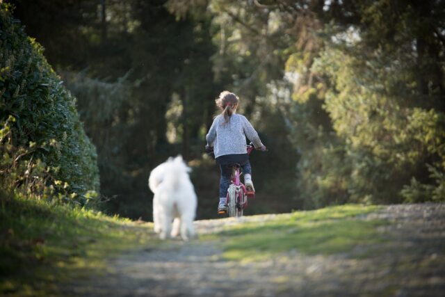 子どもと犬