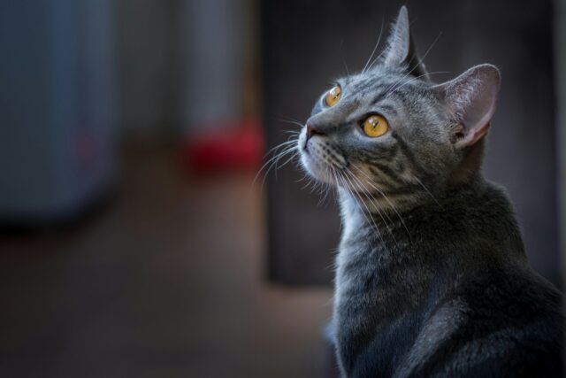 美しい猫