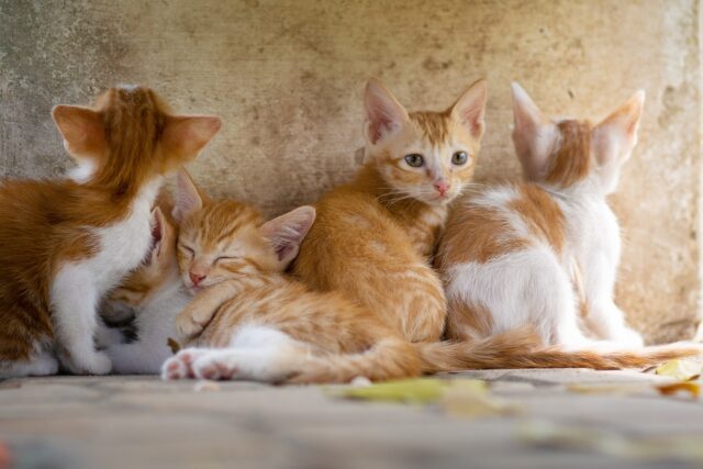猫仲間