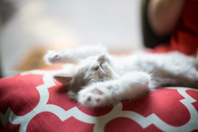 ひっくり返る猫
