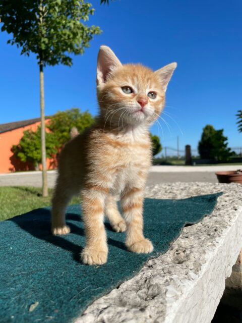 王様猫
