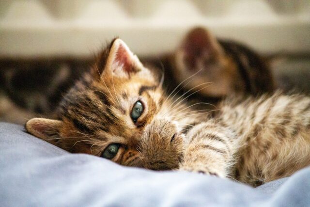 癒しの猫
