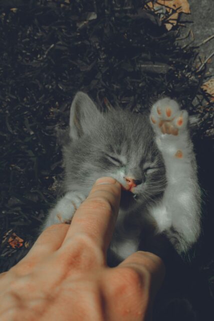 猫の手
