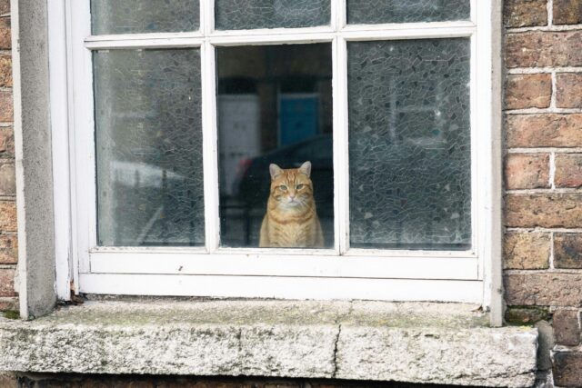 窓辺の猫