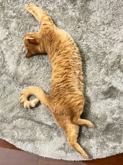 のびをする猫