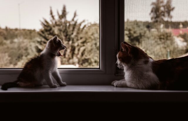 猫と犬