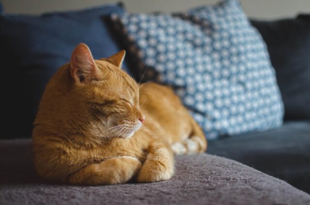 アセンションしている猫