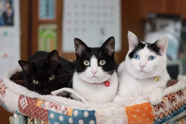 3猫