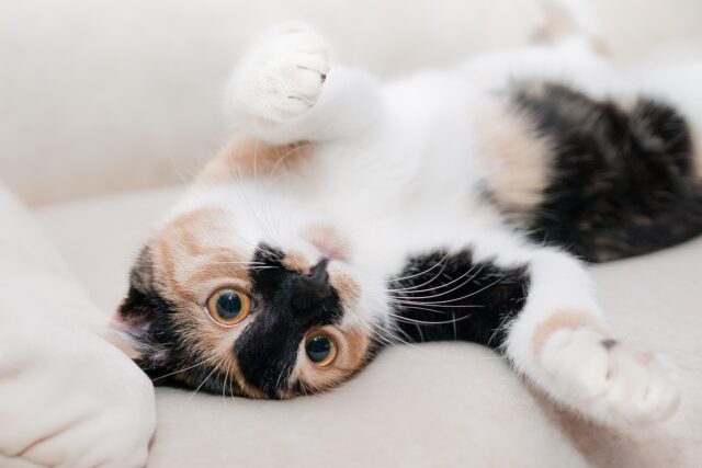 ひっくり返った猫