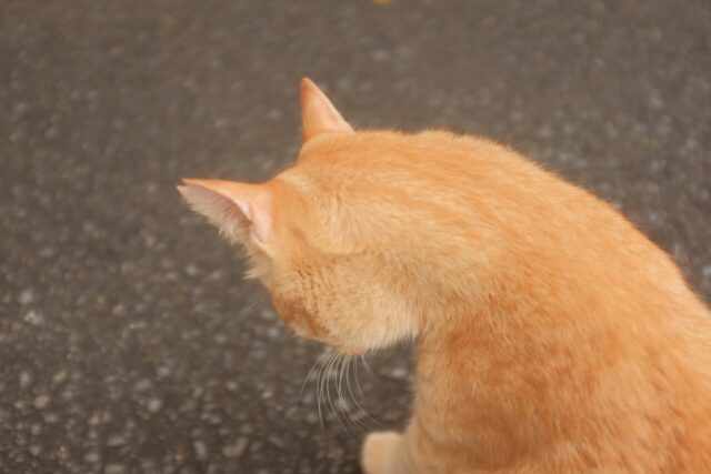 落ち込む猫