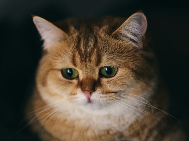悲しむ猫