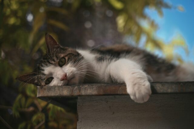 リラックスした猫