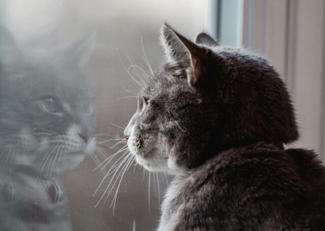 困る猫
