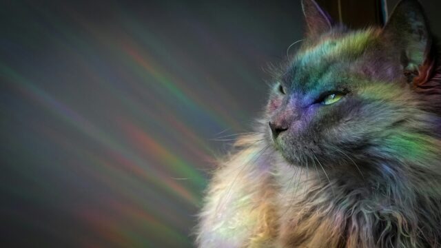 アセンション猫