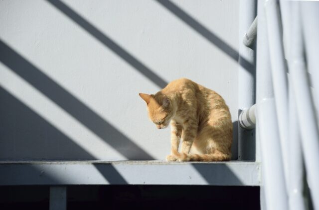 悲しむ猫