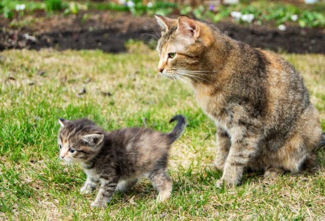 猫たち