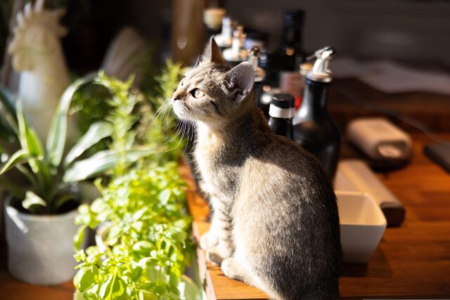 キッチンの猫