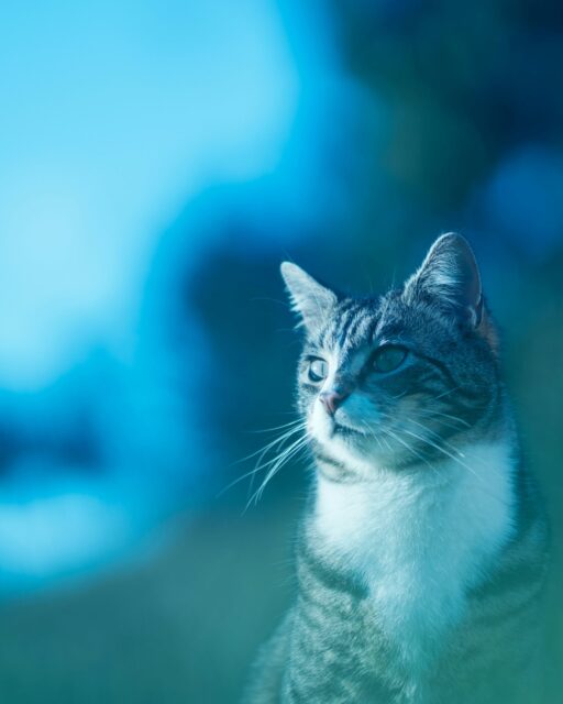 素晴らしい猫