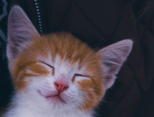 元気な猫