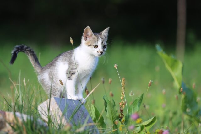 大自然と仔猫