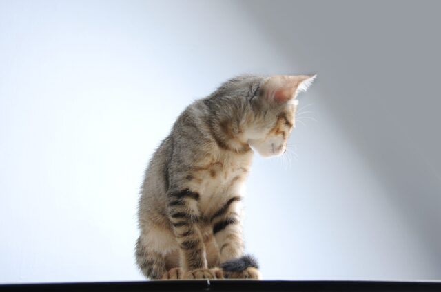 落ち込む猫