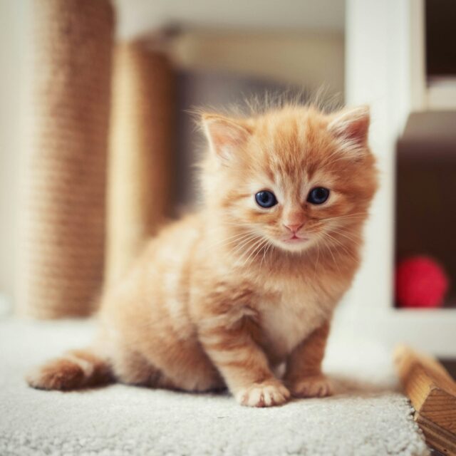 可愛い猫