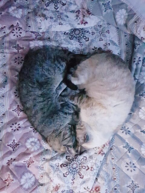 ハート猫
